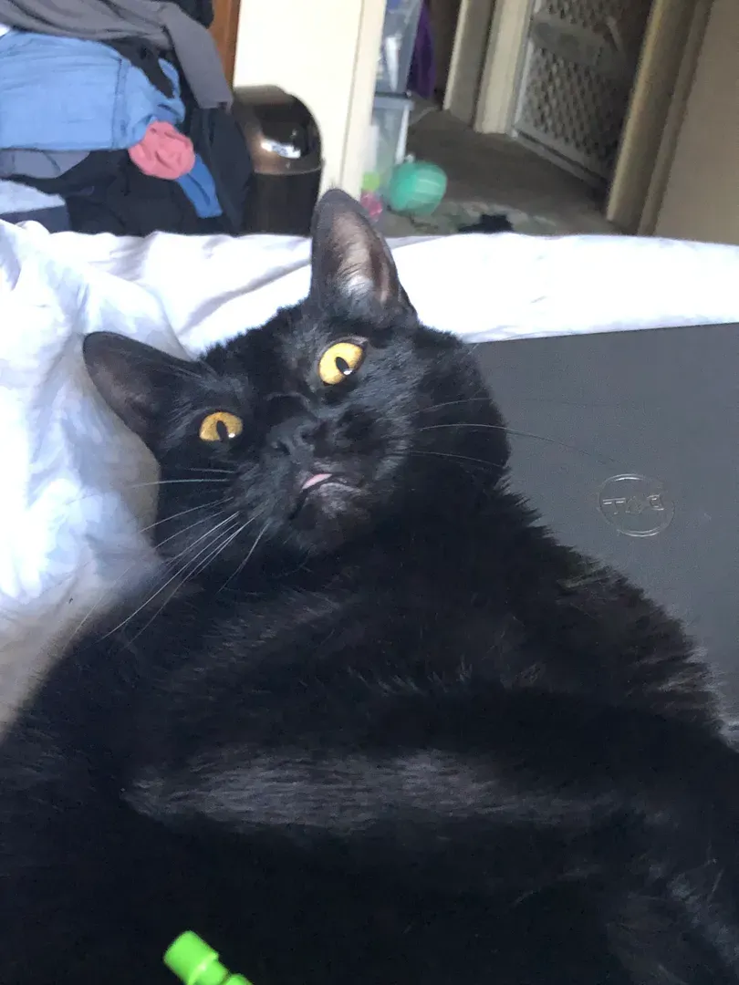 Cats primary image