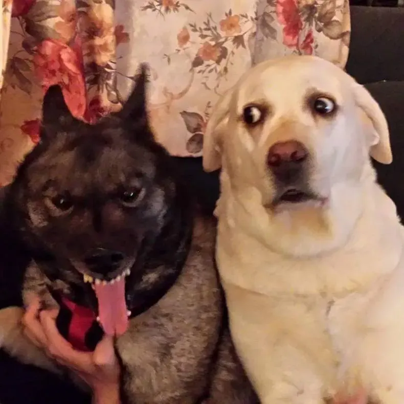 dog eat dog world primary image