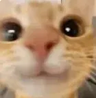 CATS!!! primary image