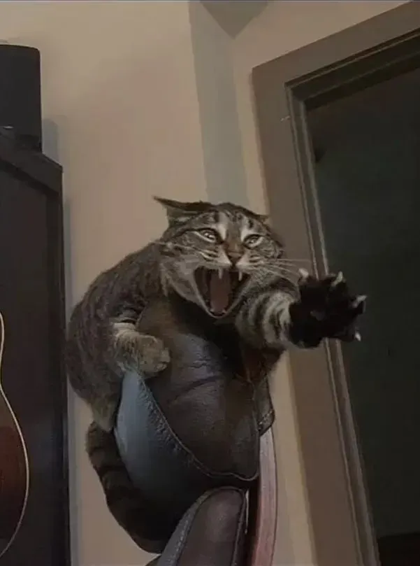 Cats!!! primary image