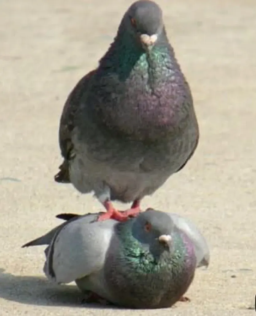 Birds primary image