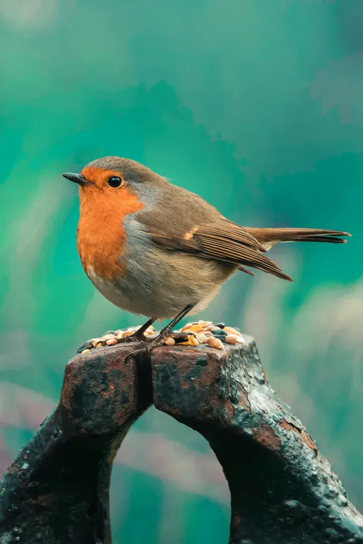 Bird but types of birds primary image