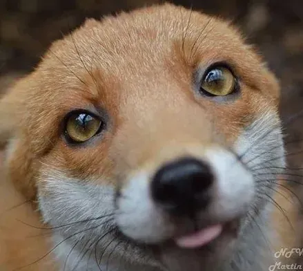 Ferals primary image