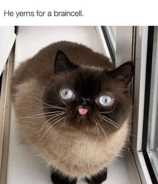 Meme References primary image
