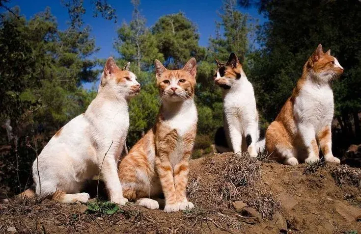 Warrior cats ow/au primary image