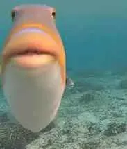 Tradessssssssssssjehdjkdyeibjagwkjaywkagejaje primary image
