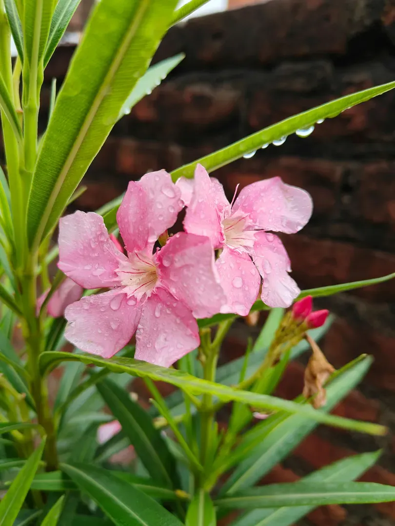 🌀 Oleander 🌀 primary image